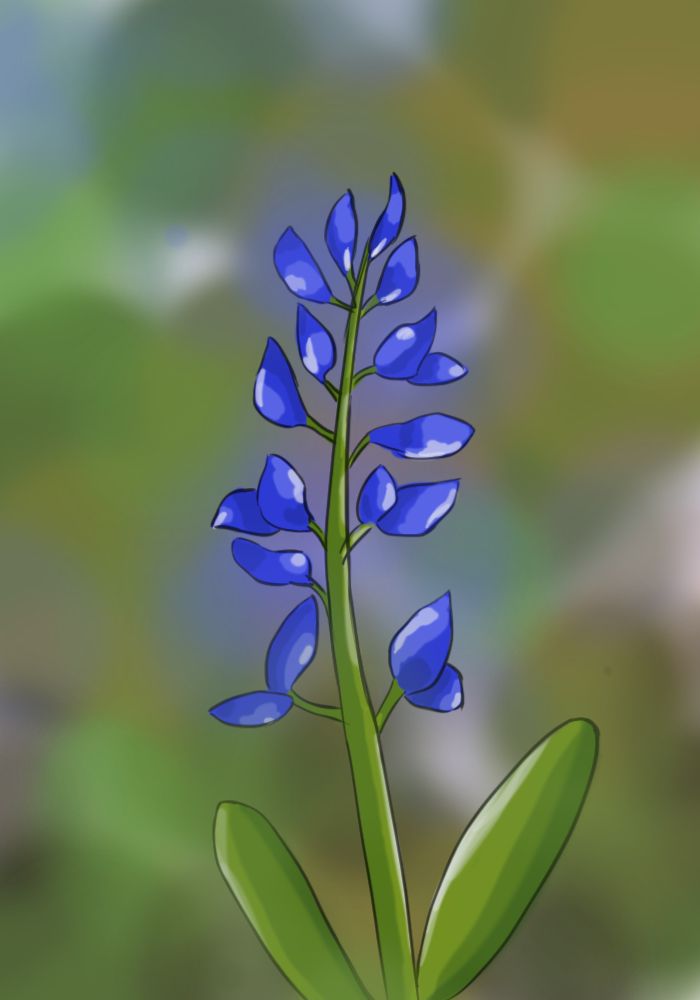 700x1000 How To Draw A Bluebonnet In Steps Texas - Bluebonnet Drawing