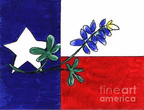 600x459 Texas Bluebonnet Drawing - Bluebonnet Drawing