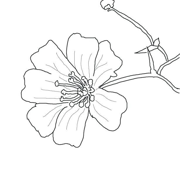 615x600 bluebonnet flower coloring - Bluebonnet Flower Drawing