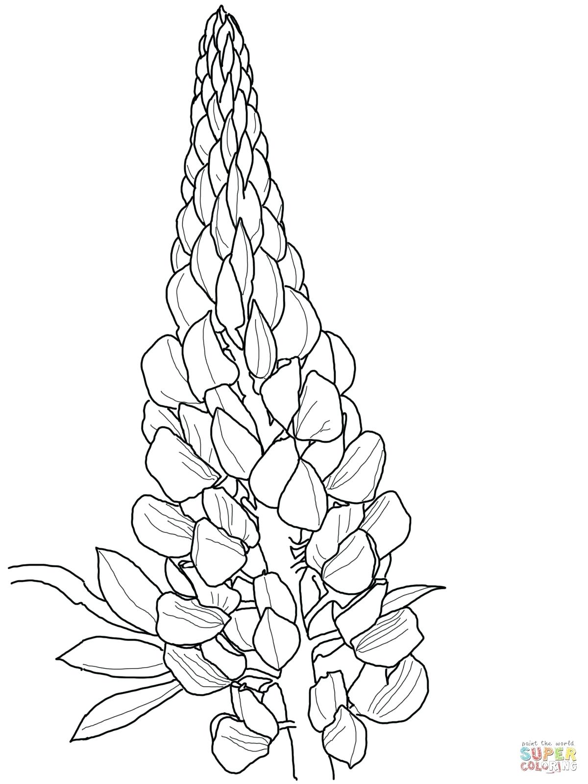 1200x1600 bluebonnet flower coloring - Bluebonnet Flower Drawing