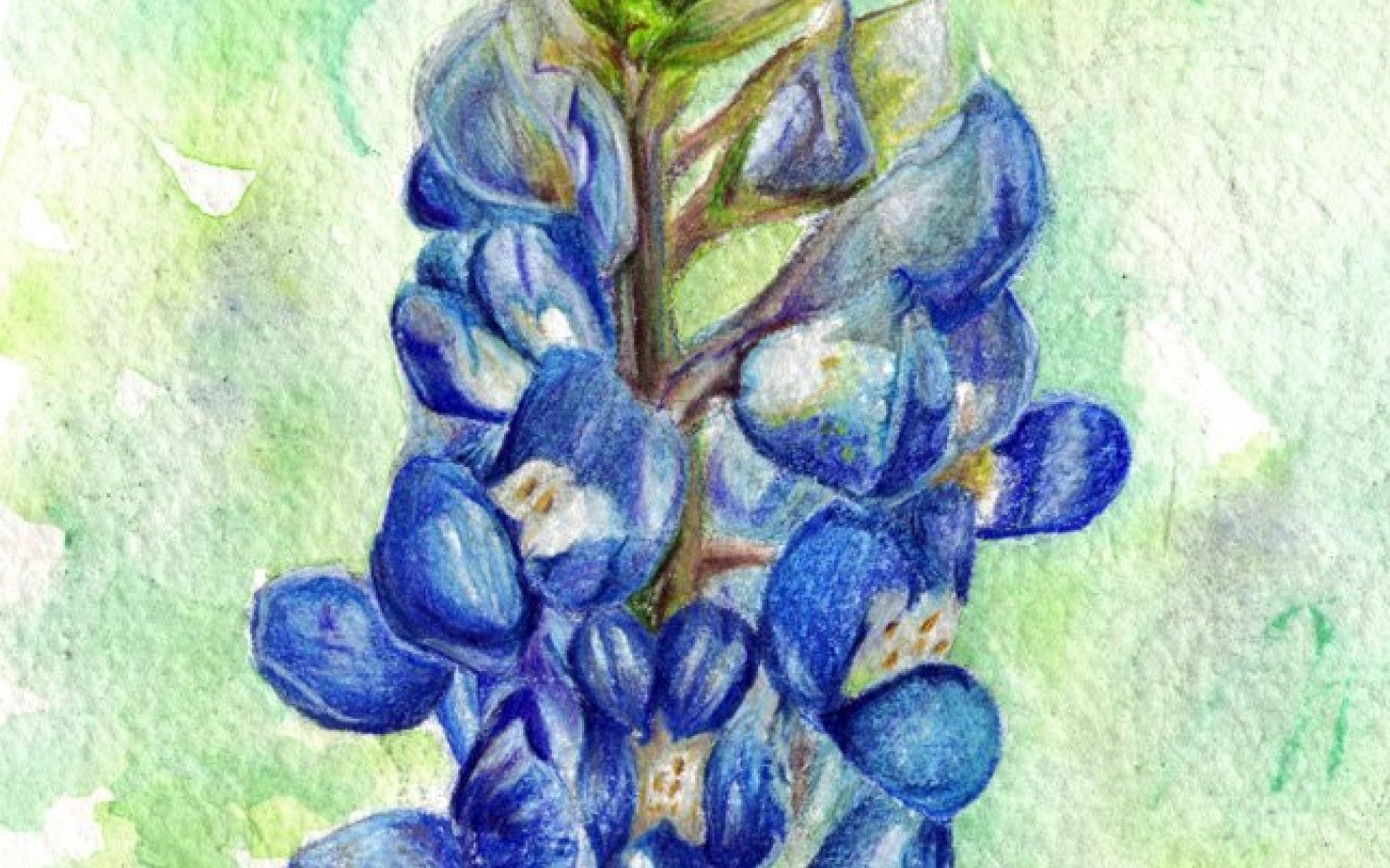 1368x855 bluebonnet flower drawing - Bluebonnet Flower Drawing