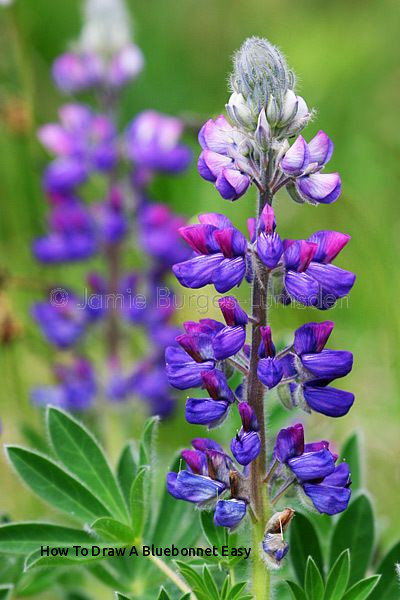 400x600 how to draw a bluebonnet easy best wild flowers images - Bluebonnet Flower Drawing