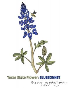 233x300 huge collection of 'bluebonnet drawing' download more than - Bluebonnet Flower Drawing