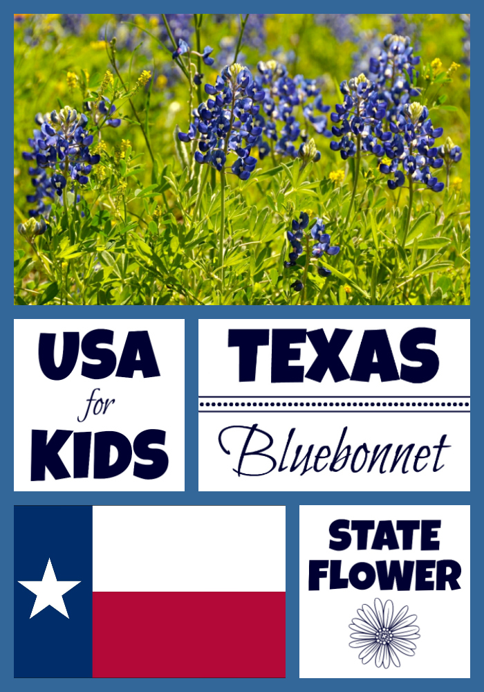 700x1000 texas state flower - Bluebonnet Flower Drawing