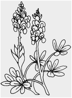 236x320 texas wildflower coloring pages pleasant texas bluebonnet flower - Bluebonnet Flower Drawing
