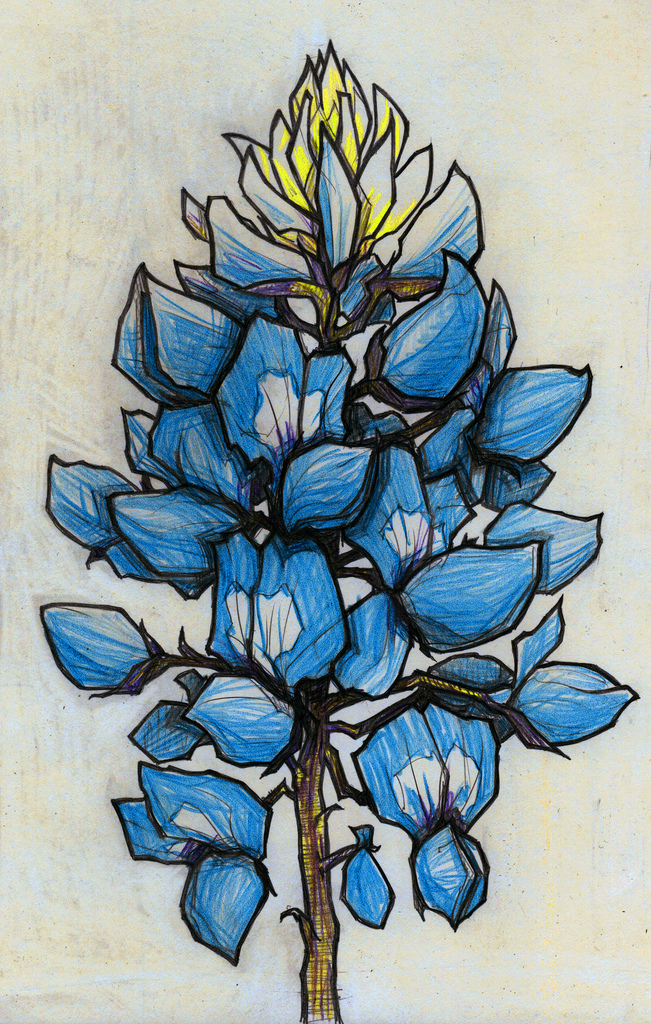 651x1024 the world's best photos - Bluebonnet Flower Drawing