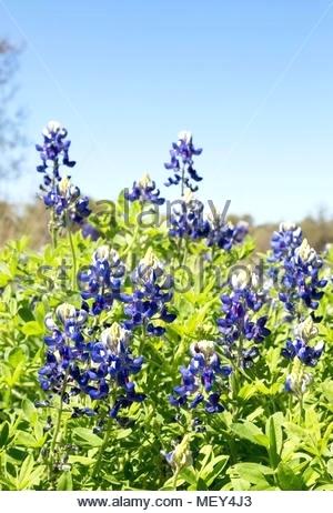 300x462 tx state flowers state flower bluebonnet texas state flower - Bluebonnet Flower Drawing