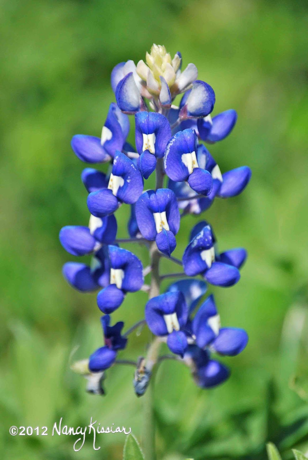 1071x1600 wild about texas the bluebonnet is the star of the texas spring - Bluebonnet Flower Drawing
