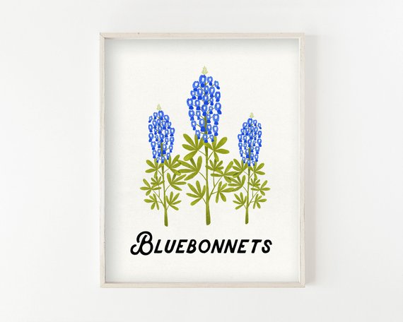 570x456 flower drawing floral wall art bluebonnets texas etsy - Bluebonnet Flower Drawing