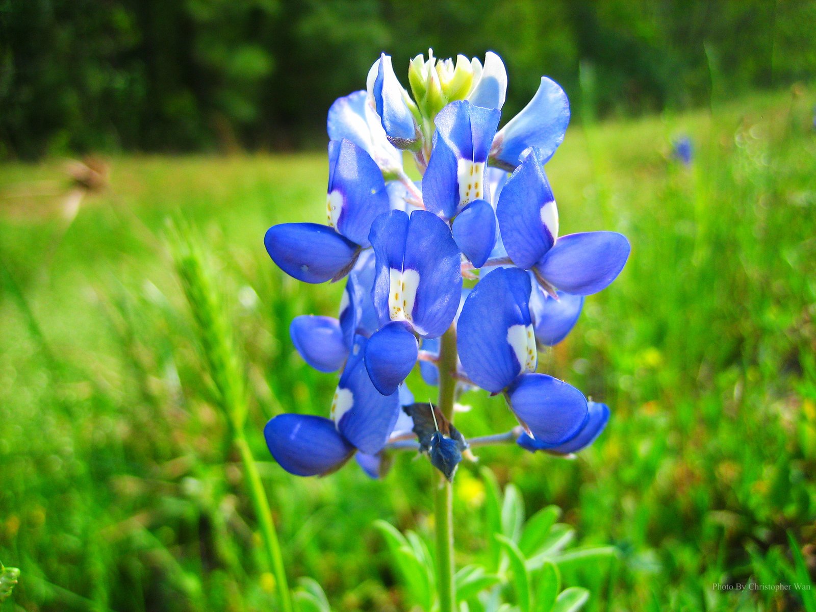1600x1200 unique bluebonnet flower drawings pictures and ideas on meta - Bluebonnet Flower Drawing