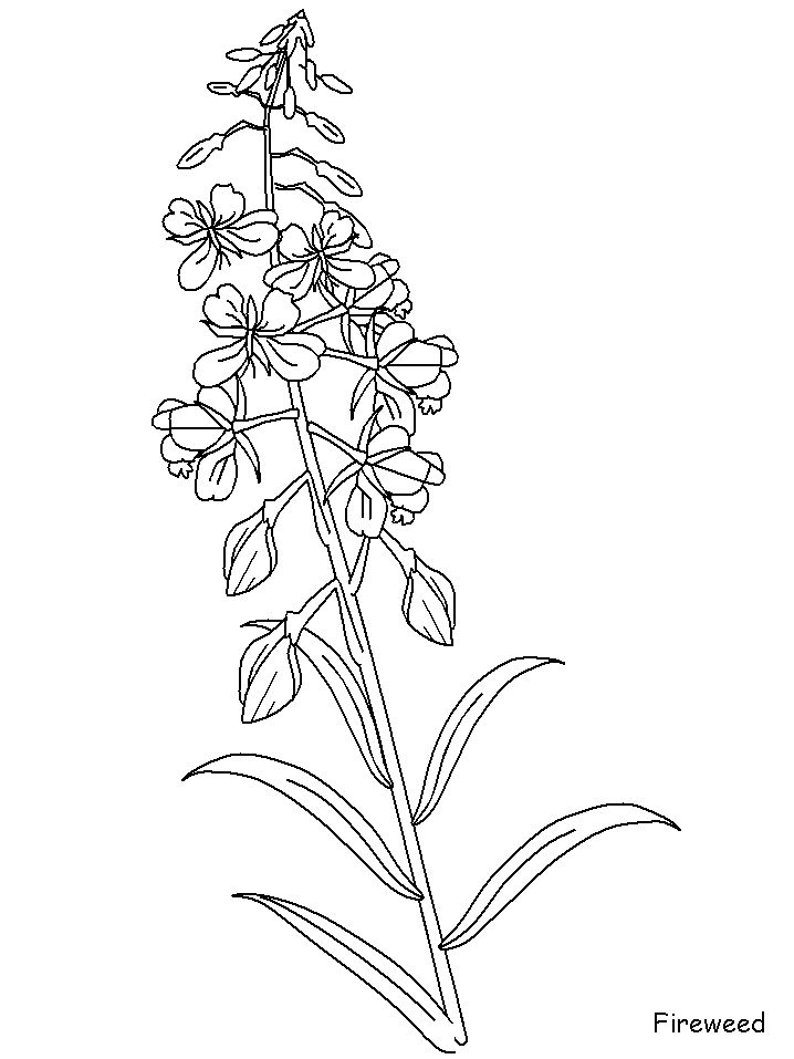 718x957 bluebonnet drawing for free download - Bluebonnet Flower Drawing