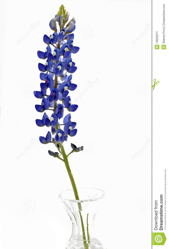 564x833 bluebonnet clip art look at clip art images - Bluebonnet Flower Drawing