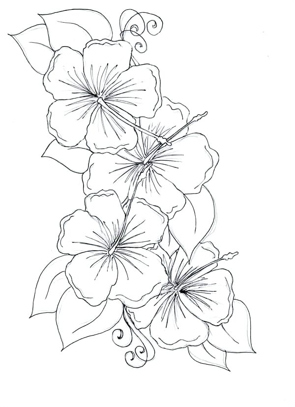 600x826 bluebonnet flower coloring - Bluebonnet Flower Drawing