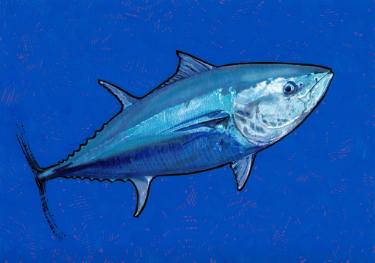 375x263 bluefin tuna drawing - Bluefin Tuna Drawing