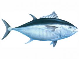 270x203 deepwater horizon oil spill impacted bluefin tuna spawning habitat - Bluefin Tuna Drawing