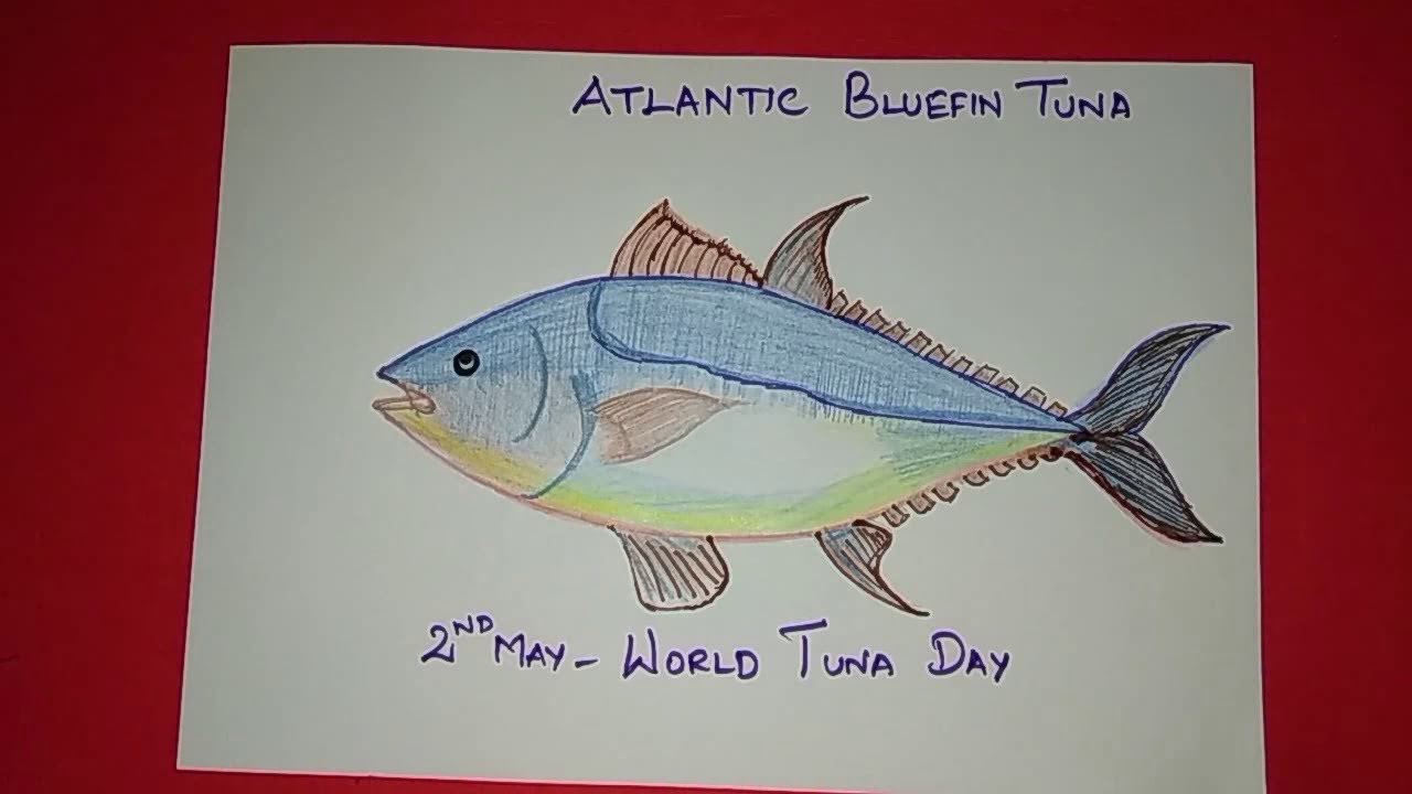 1280x720 how to draw an atlantic bluefin tuna with color pencils - Bluefin Tuna Drawing