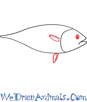 300x350 how to draw an atlantic bluefin tuna - Bluefin Tuna Drawing