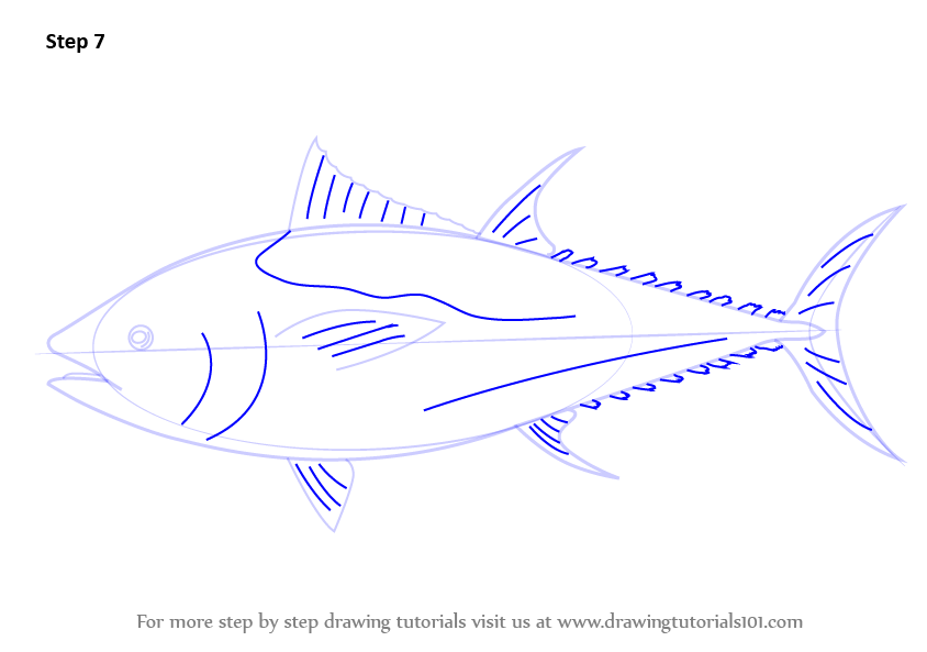 844x593 learn how to draw an atlantic bluefin tuna - Bluefin Tuna Drawing