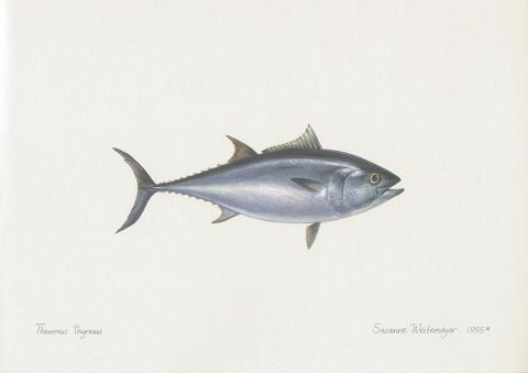 480x339 northern bluefin tuna lithograph - Bluefin Tuna Drawing