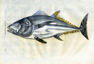 320x217 the bluefin tuna print - Bluefin Tuna Drawing