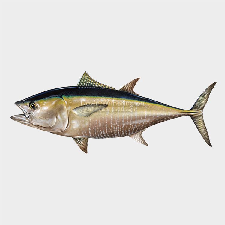 Bluefin Tuna Drawing at Explore collection of