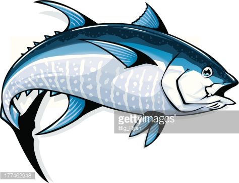 474x362 detailed illustration of a bluefin tuna fishing tuna - Bluefin Tuna Drawing