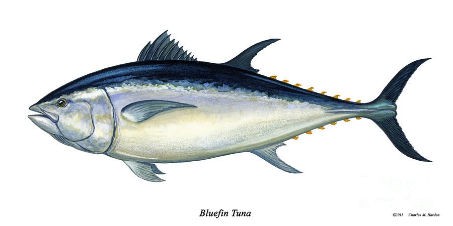 900x450 tuna drawing bluefin tuna painting - Bluefin Tuna Drawing