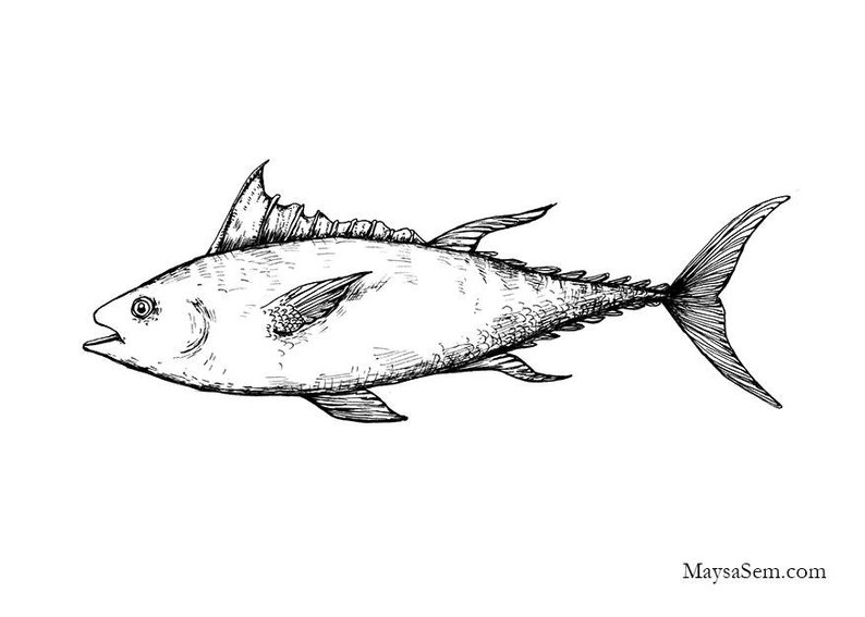 794x567 bluefin tuna art print etsy - Bluefin Tuna Drawing