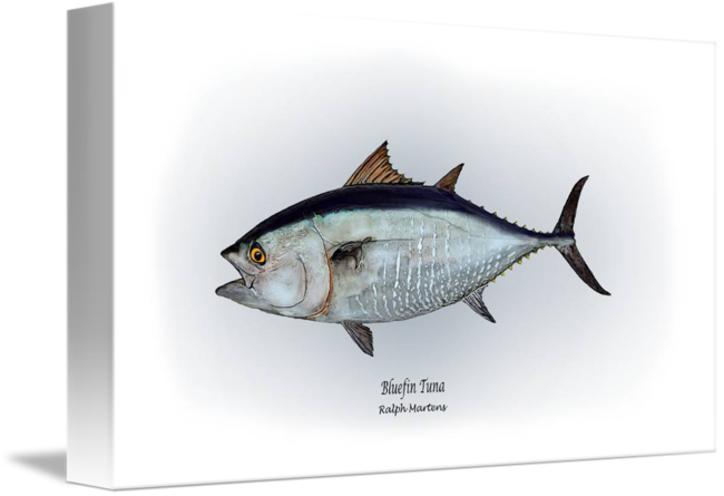 650x445 bluefin tuna - Bluefin Tuna Drawing
