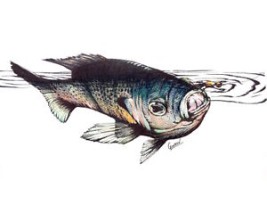 300x221 bluegill - Bluegill Drawing