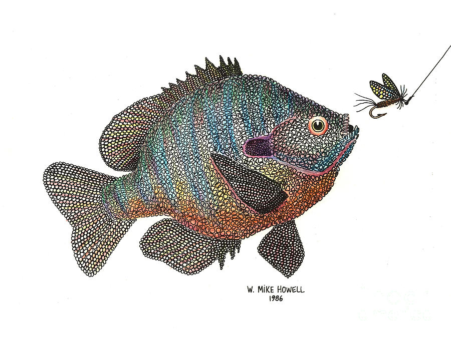 900x675 bluegill and fly drawing - Bluegill Drawing