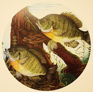 300x296 bluegill drawings fine art america - Bluegill Drawing