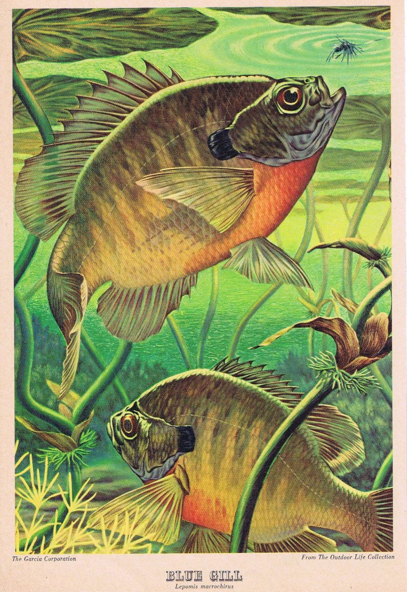 Bluegill Drawing at Explore collection of Bluegill