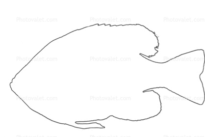 418x279 bluegill sunfish outline - Bluegill Drawing