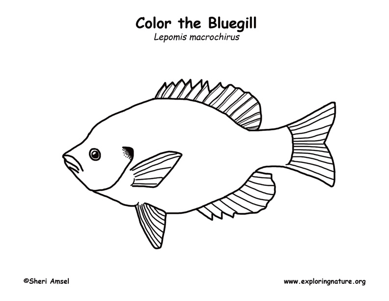 792x612 bluegill drawing free download - Bluegill Drawing