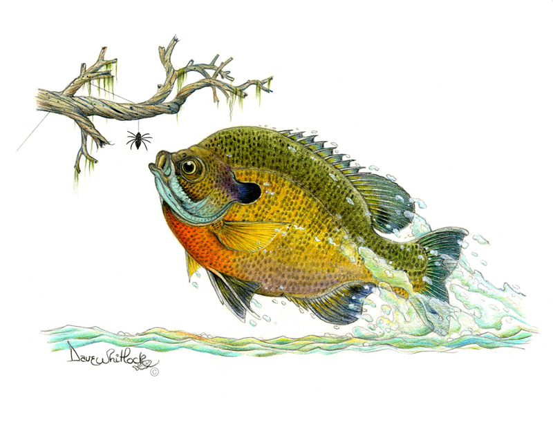 800x624 bluegill in flight' - Bluegill Drawing