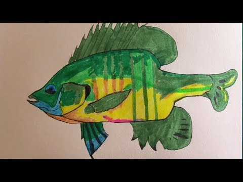 480x360 fish drawing! - Bluegill Drawing