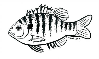 413x250 inktober day bluegill - Bluegill Drawing