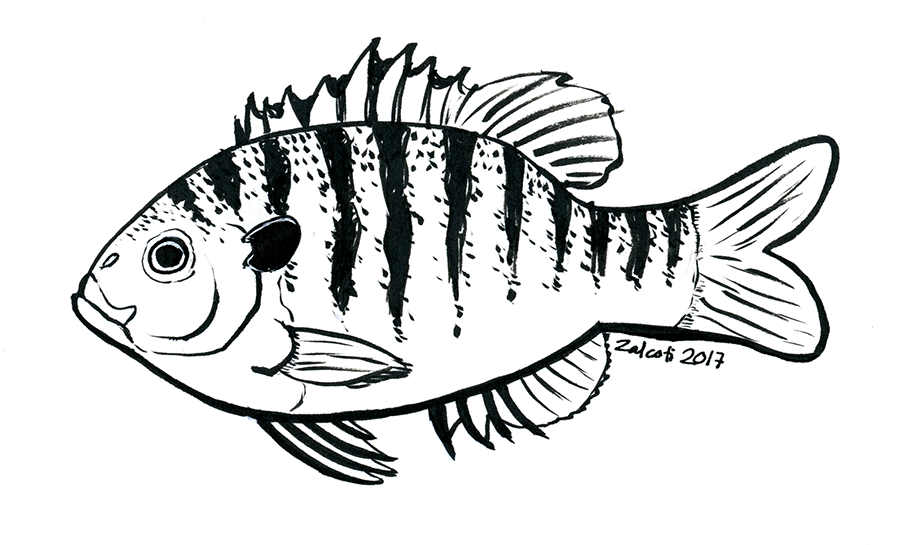 Bluegill Drawing at Explore collection of Bluegill