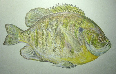 400x256 mt's art studio inch bluegill drawing - Bluegill Drawing