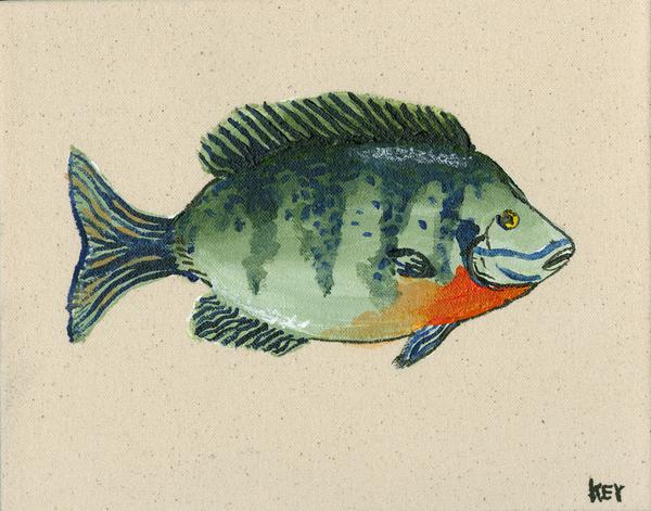 600x471 original painting - Bluegill Drawing