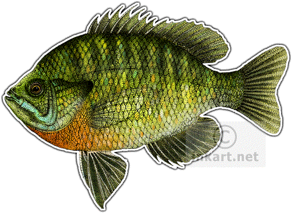 590x429 wildlife art freshwater sports fish - Bluegill Drawing