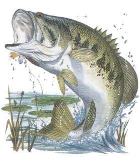 277x318 bluegill drawing sources been there, done that bass fishing - Bluegill Drawing