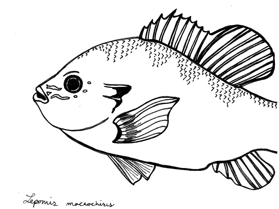 899x673 bluegill drawing fishing for free download - Bluegill Drawing