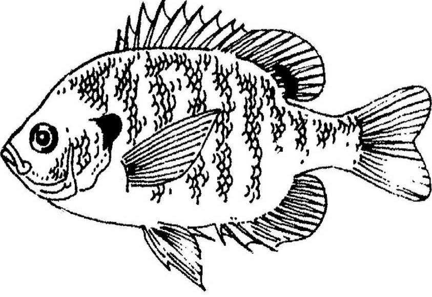 843x580 bluegill drawing perch fish for free download - Bluegill Drawing