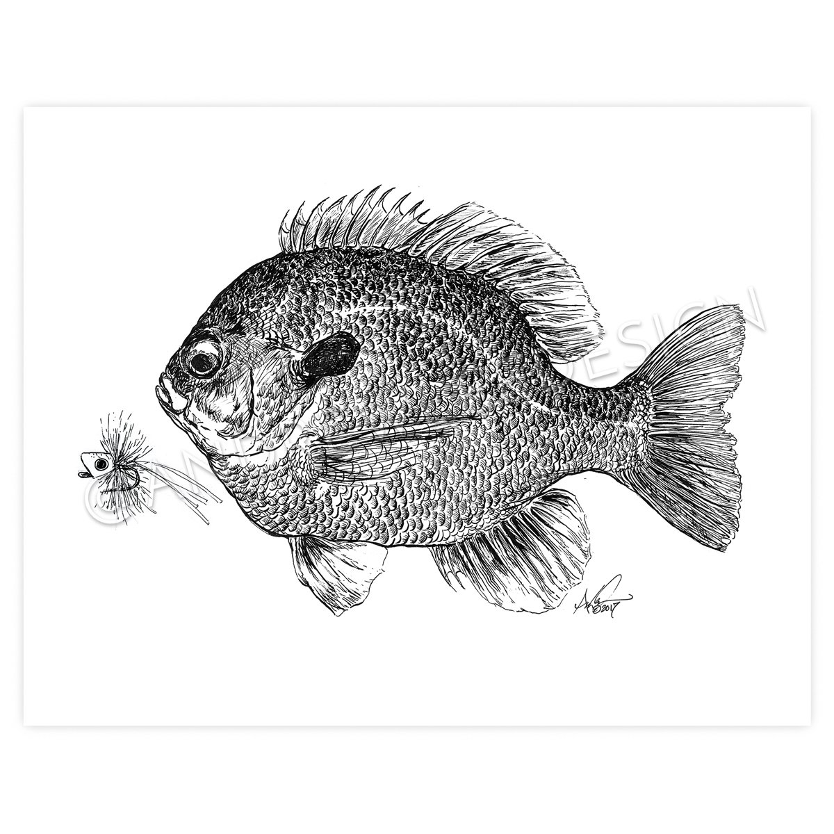 1200x1200 bluegill drawing yellow for free download - Bluegill Drawing