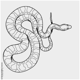 268x268 boa constrictor coloring - Boa Constrictor Drawing