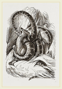 209x300 boa constrictor drawings fine art america - Boa Constrictor Drawing