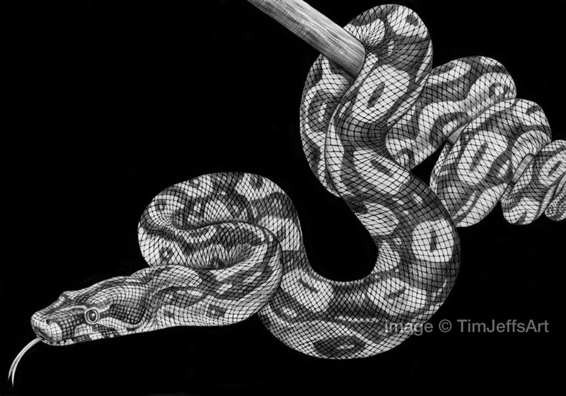 794x556 boa constrictor ink drawing etsy - Boa Constrictor Drawing