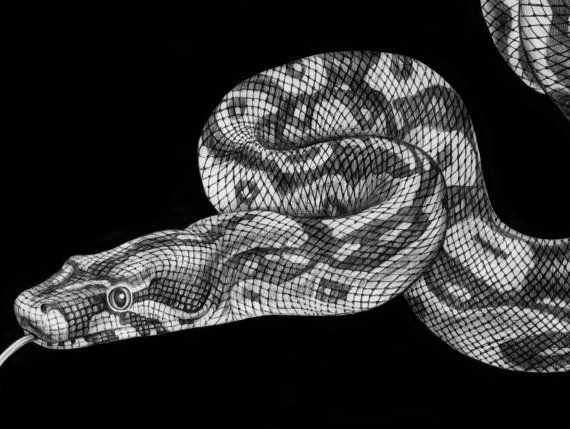 570x429 boa constrictor ink drawing tattoos ink pen drawings, drawings - Boa Constrictor Drawing